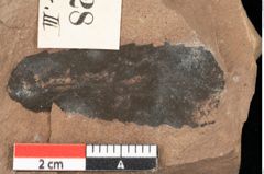 Foto (Detailansicht) von Pinus ciliata Ettingshausen (NHMW-GEO-2024-0188-0328)
